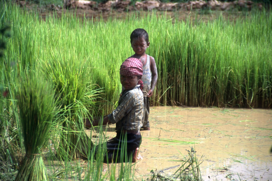 Aumenta en el continente africano el trabajo infantil en la agricultura