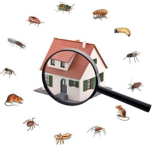 Cuatro tipos de insectos molestos que debes erradicar de tu casa